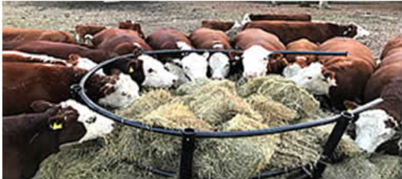 Cattle feeding